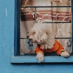 The Dog House Megaways слот игра с собачками и барабанами