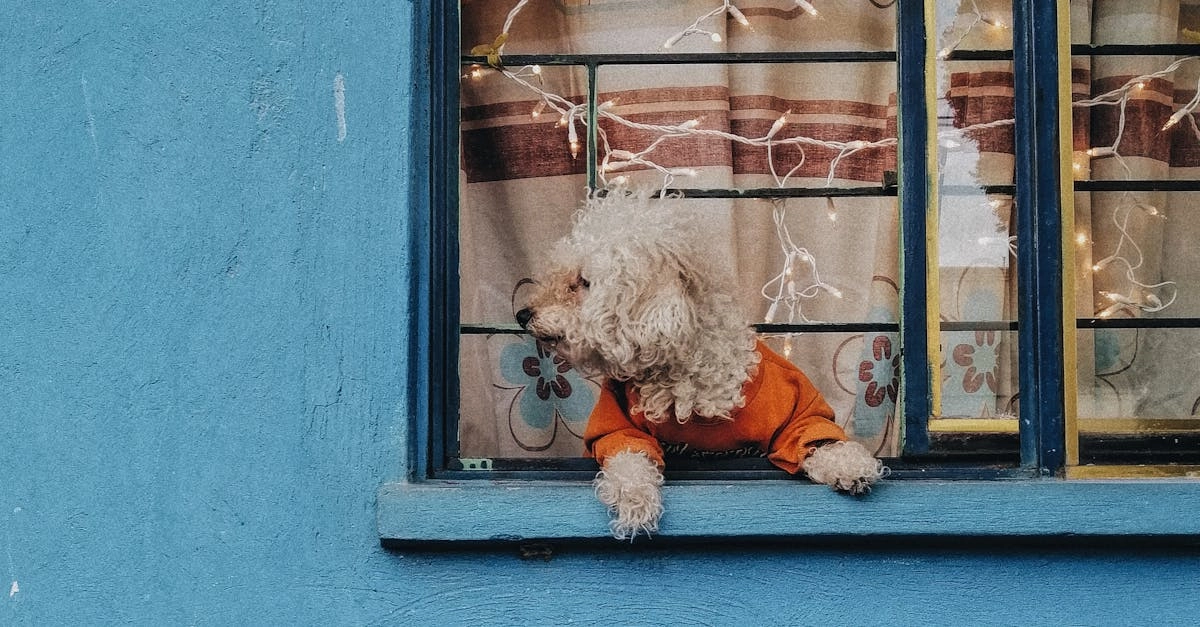 The Dog House Megaways слот игра с собачками и барабанами